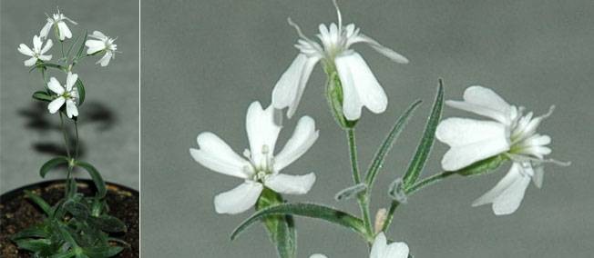 silene stenophylla