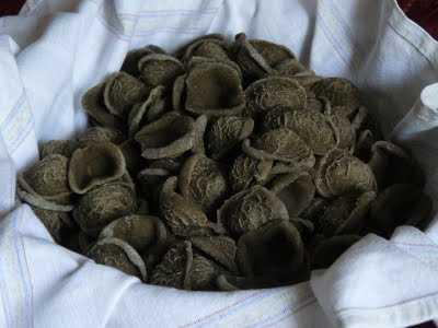 orecchiette grano arso