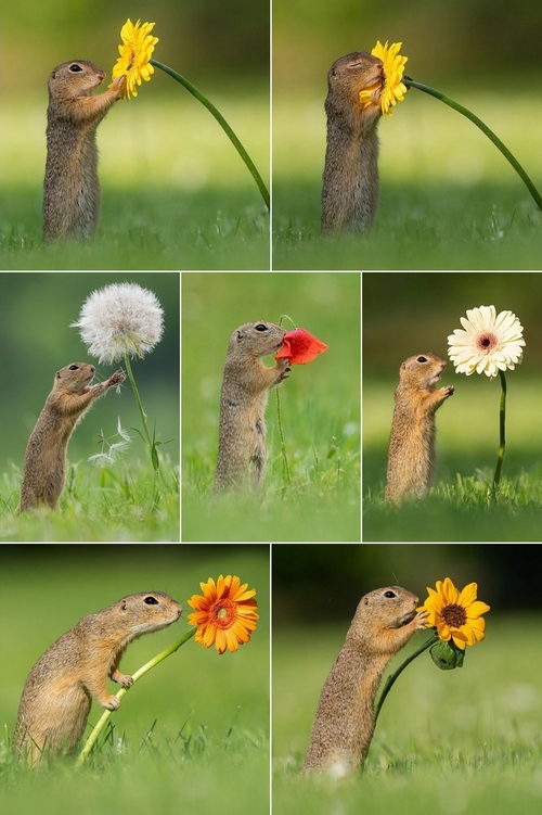 scoiattolo fiori dick van duijn