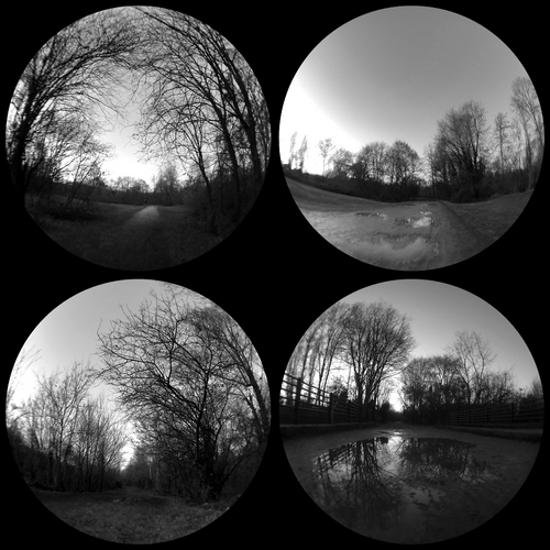 fisheye boscoincitta bn